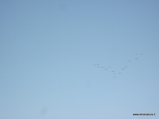 lle del Simeto-24-02-2013 08-50-42